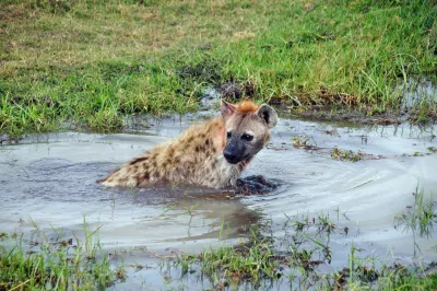Kenya: safari e spiagge